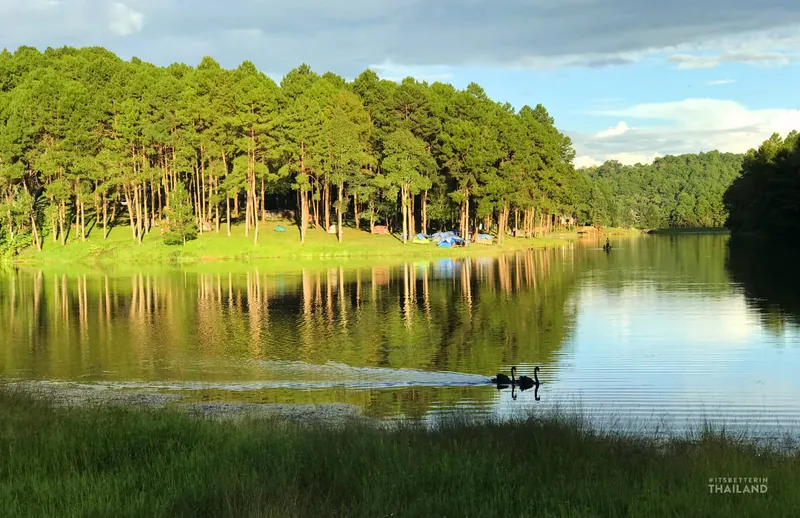 Pine trees and campers' tents on the shore of the reservoir at Pang Ung, Mae Hong Son, with two black swans on the water