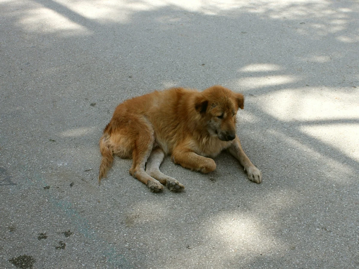 Brown street dog resting on a road in Thailand