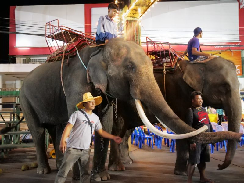 Thailand elephant riding