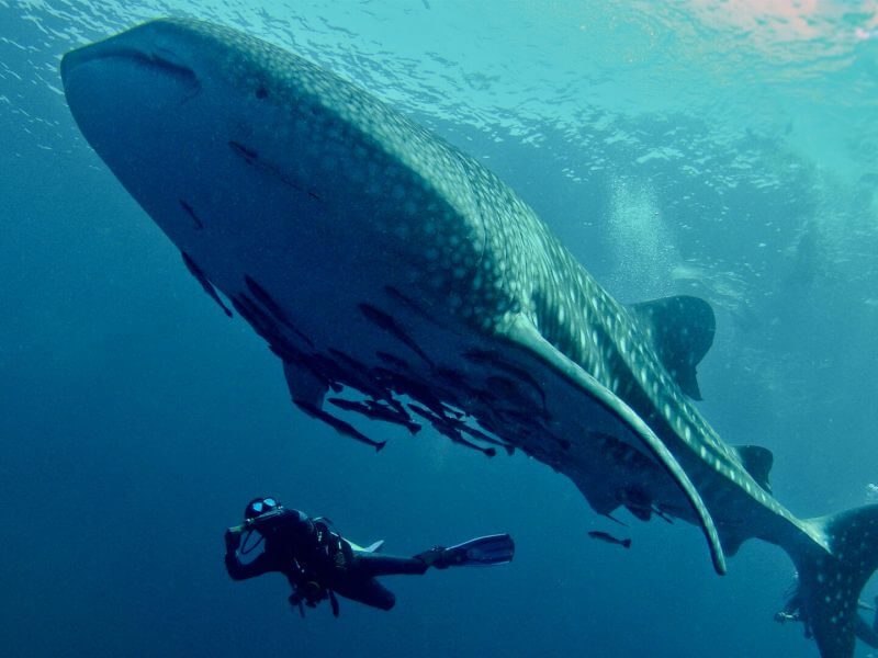 Whale Shark Koh Chang Thailand