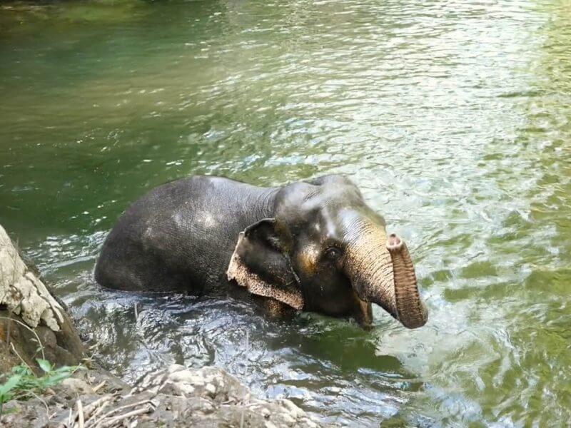 Koh Chang Thailand Elephant