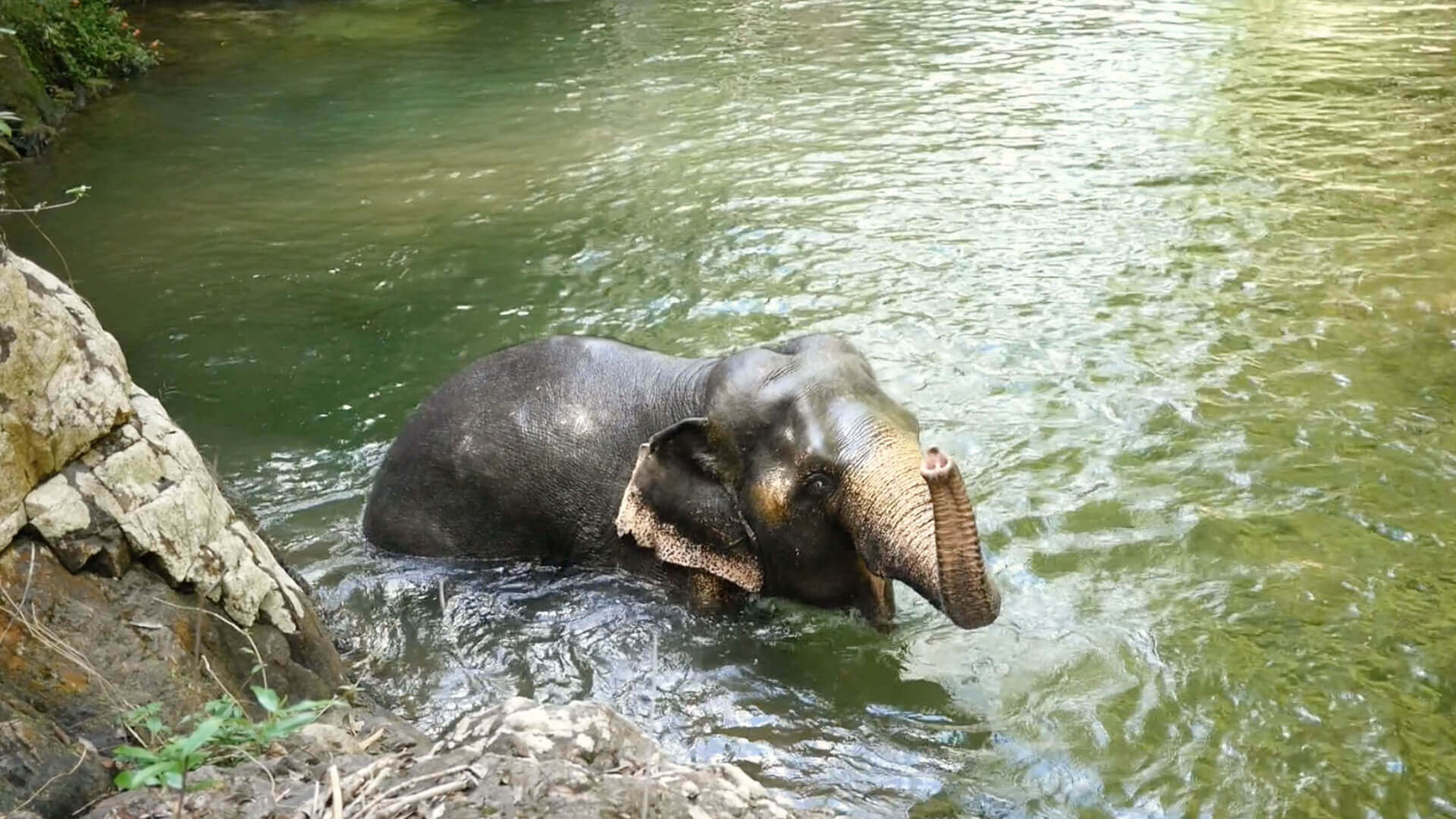 Koh Chang Thailand Elephant