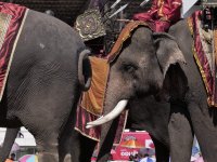 Thailand war elephants at the Surin Elephant Round Up Festival