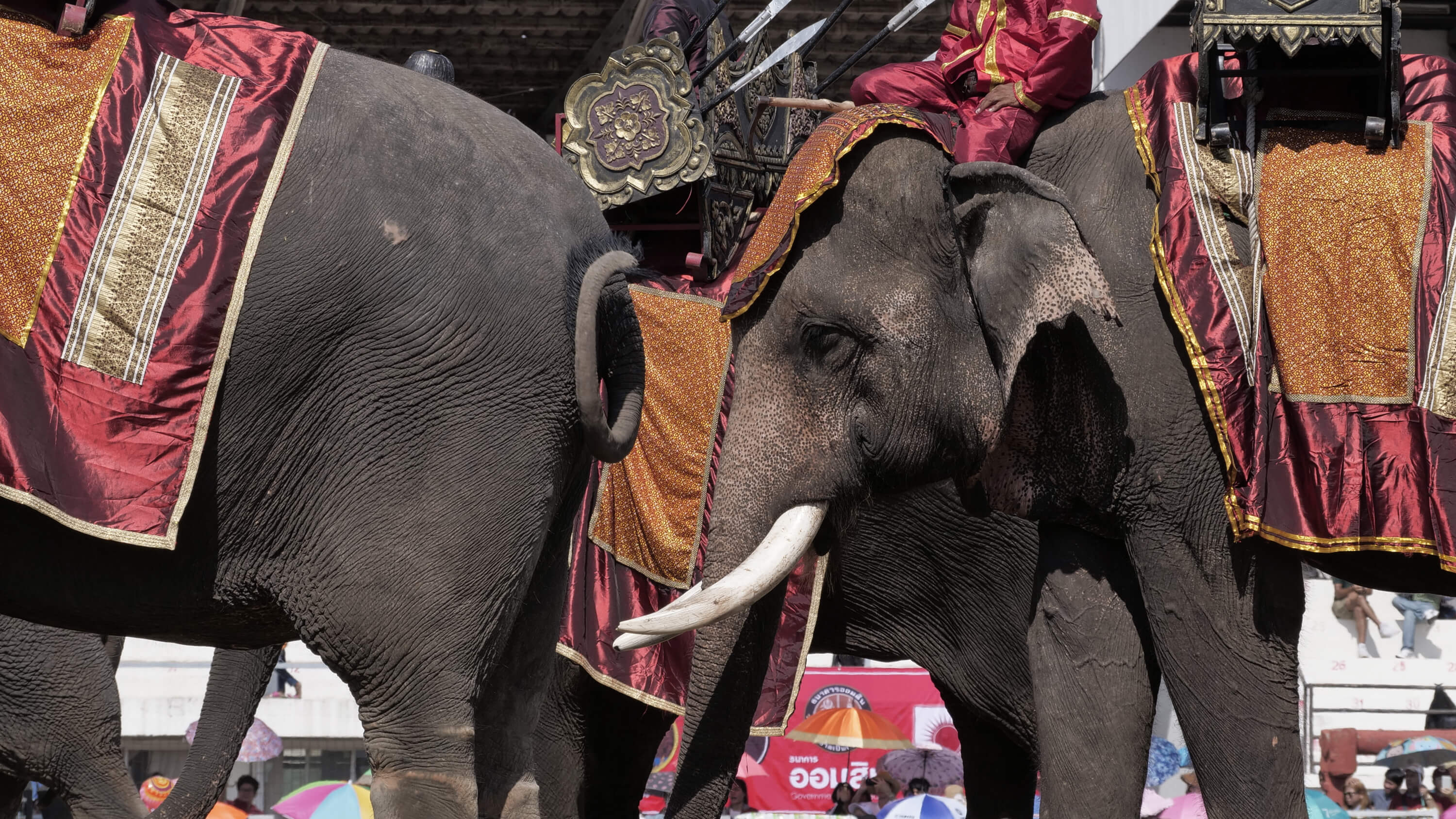 Thailand war elephants at the Surin Elephant Round Up Festival