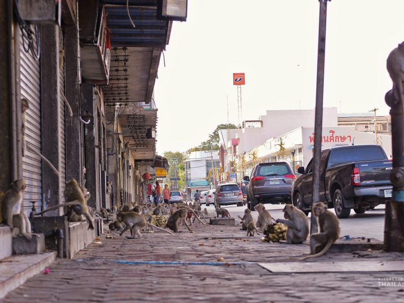 Monkeys roaming the streets of Lopburi