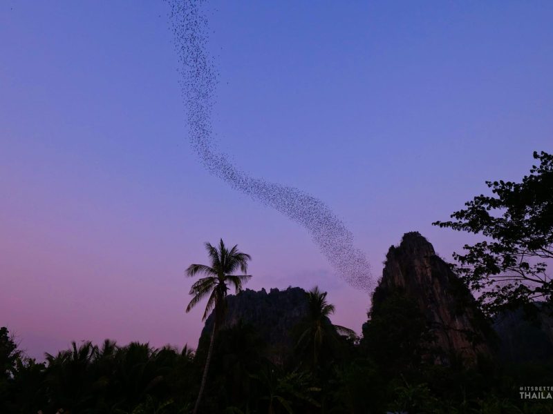 Millions of bats leaving their cave at dusk