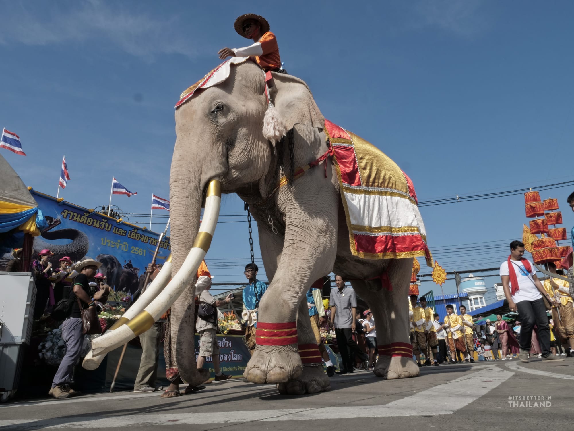 Elephant Festival in Surin