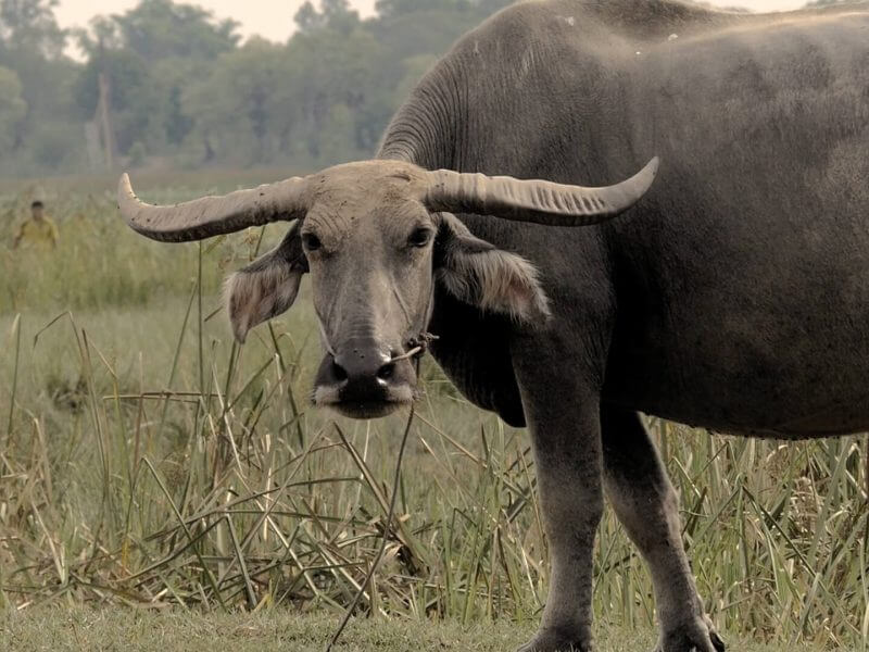 Buffalo in Issan