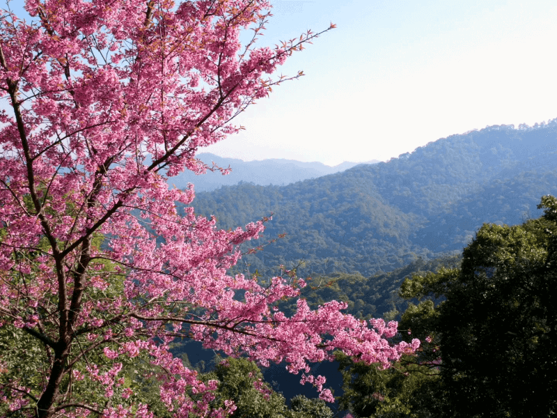 Thailand Sakura Cherry Blossoms