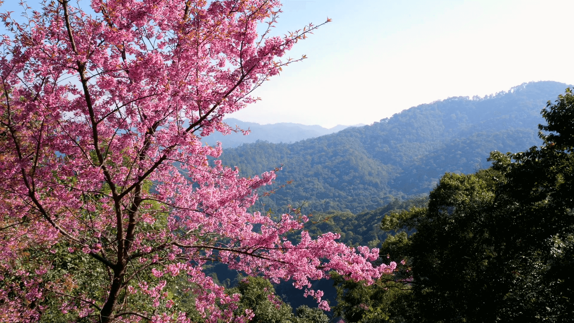 Thailand Sakura Cherry Blossoms