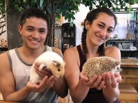 Chiang Mai hedgehog cafe Harinezumi