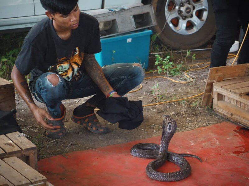 Yasothon Bun Bang Fai Rocket Festival cobra