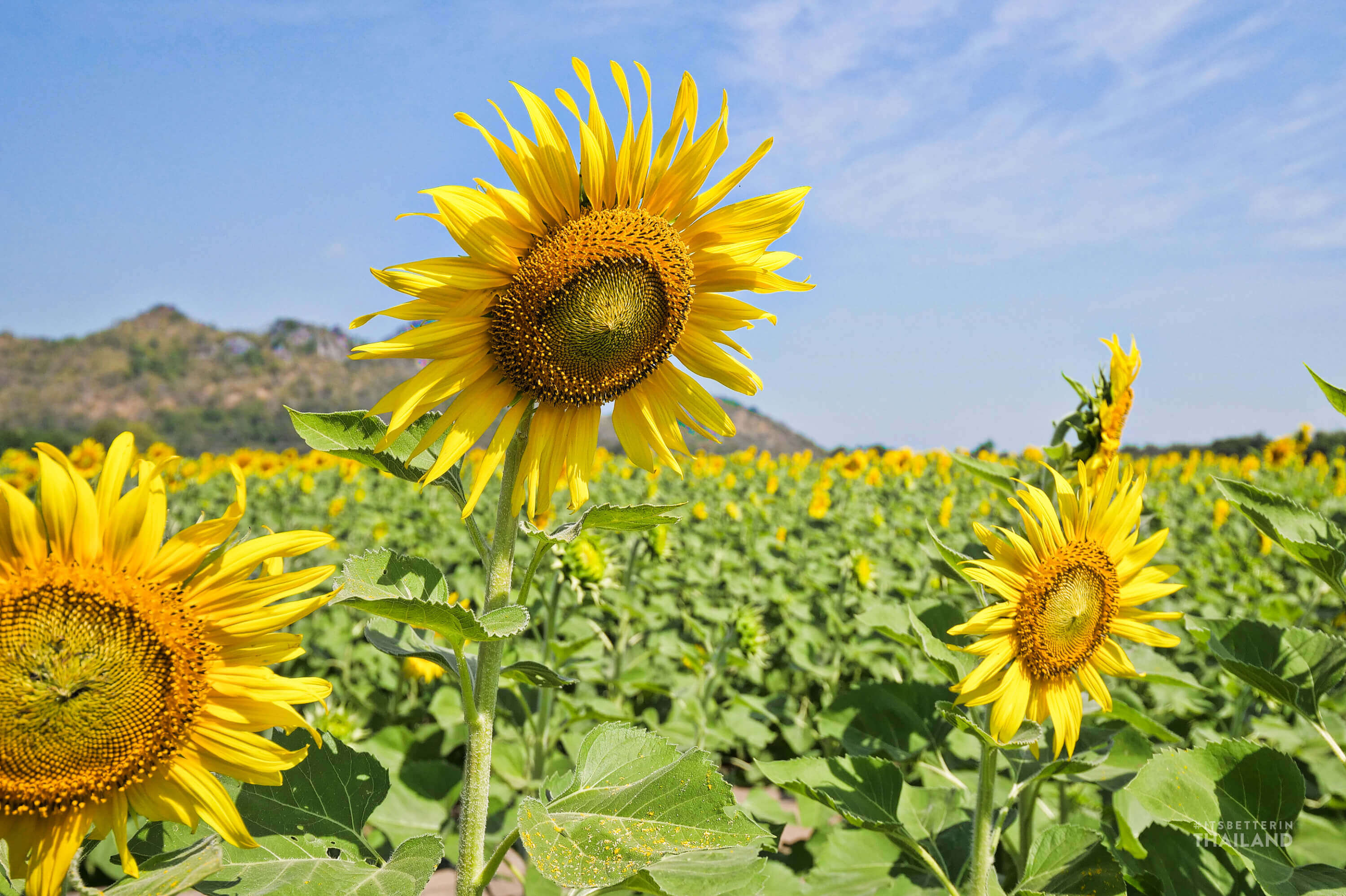 Khao Chin Lae Sunflower Fields in Lopburi [Updated 2020] - It's better ...