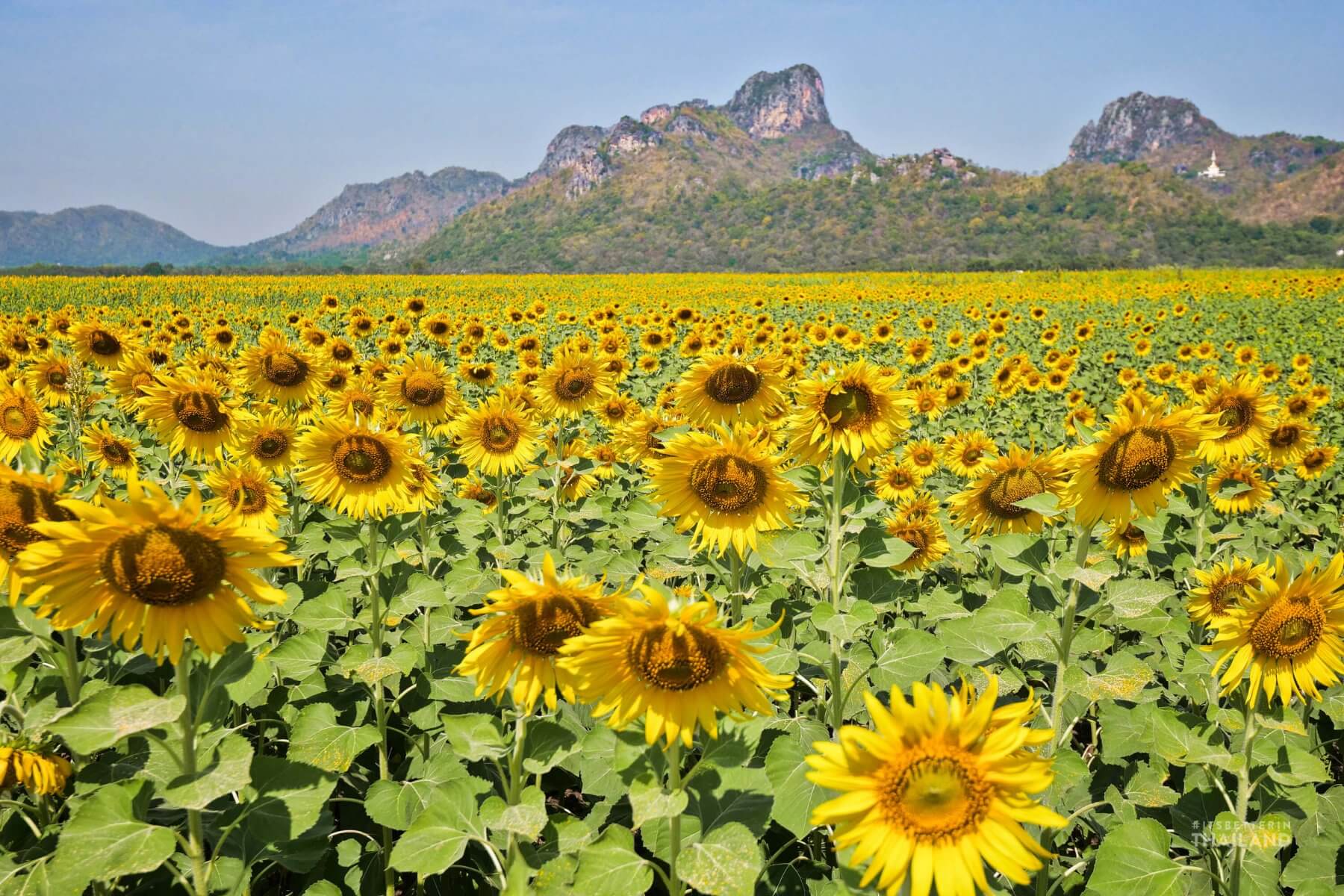 Khao Chin Lae Sunflower Fields in Lopburi [Updated 2020] It's better