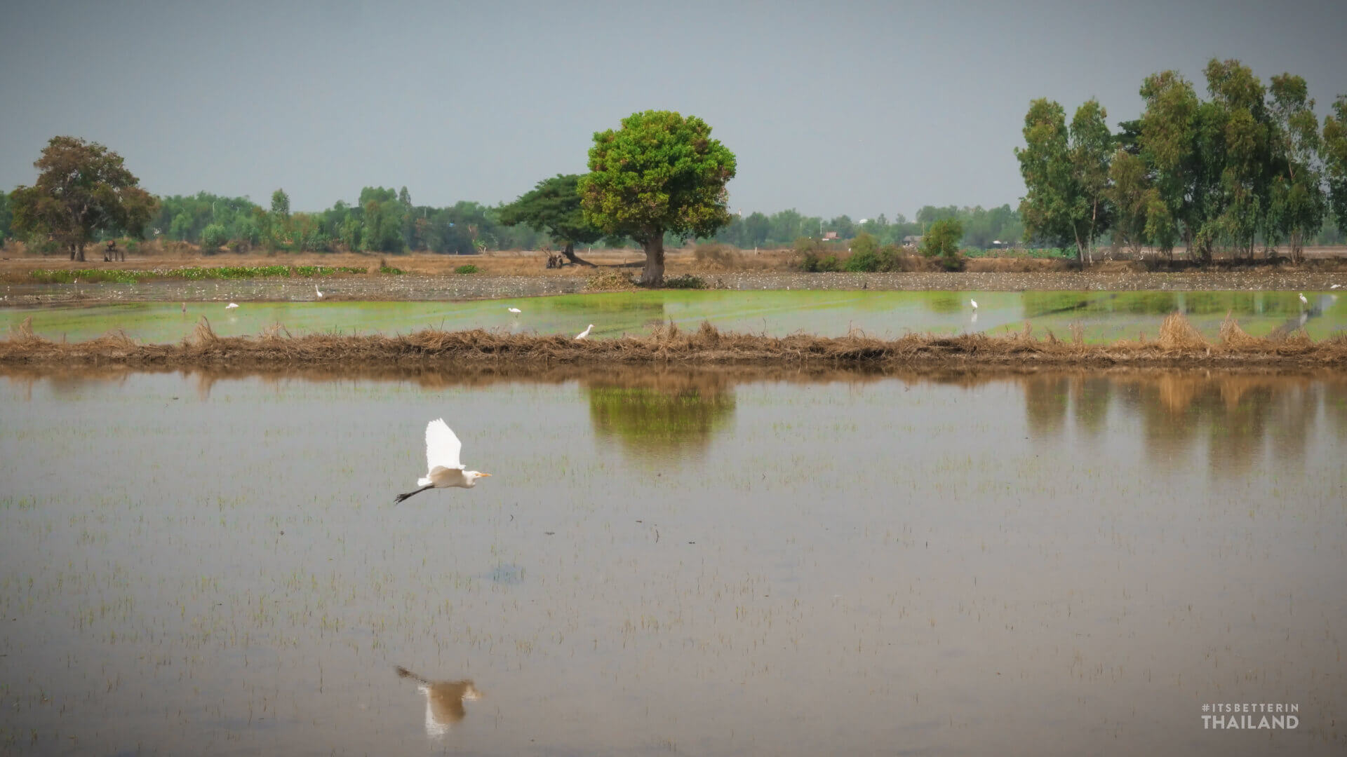 rice fields thailand