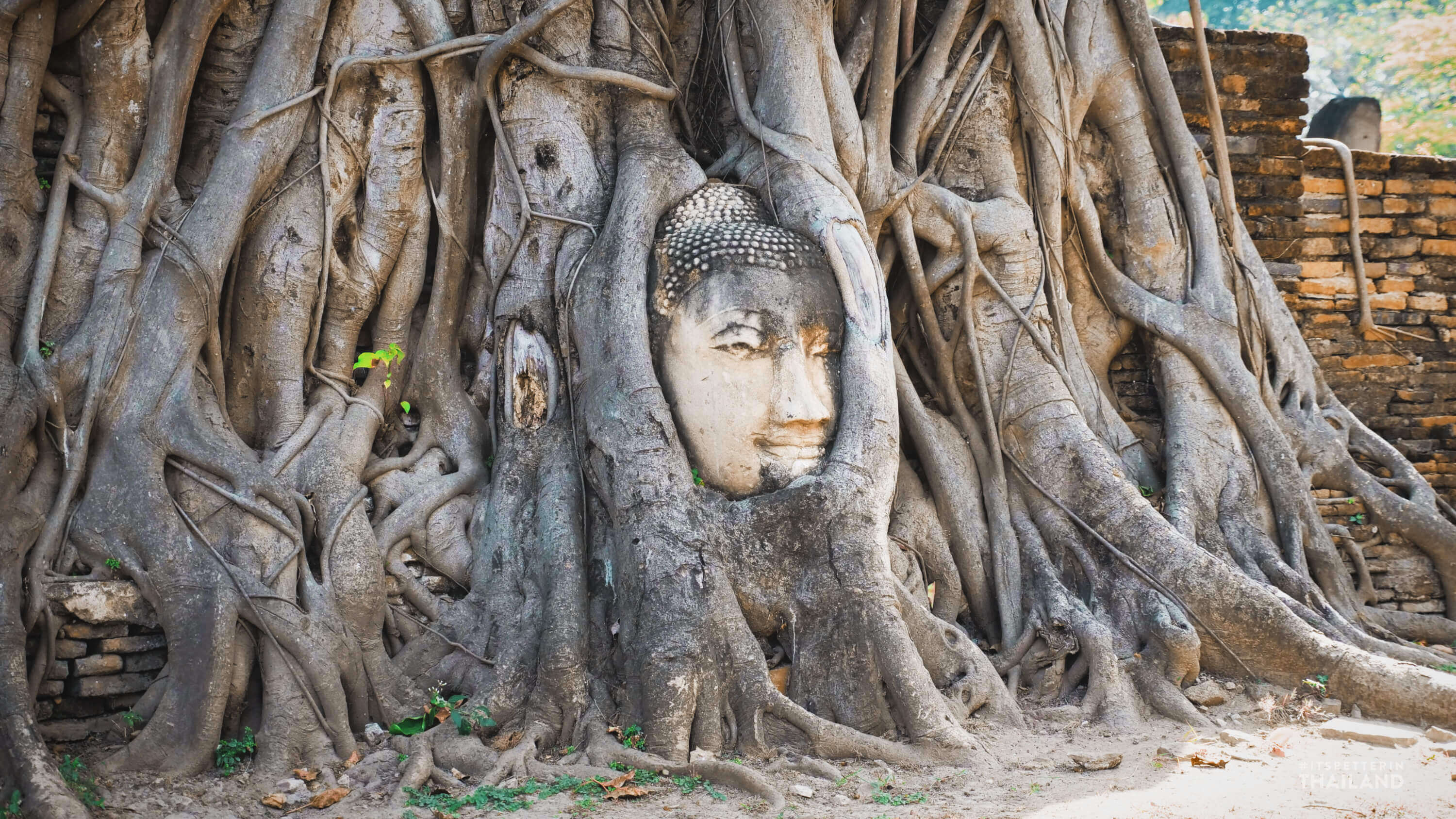 Buddha head in Banyan tree roots Ayutthaya Thailand 