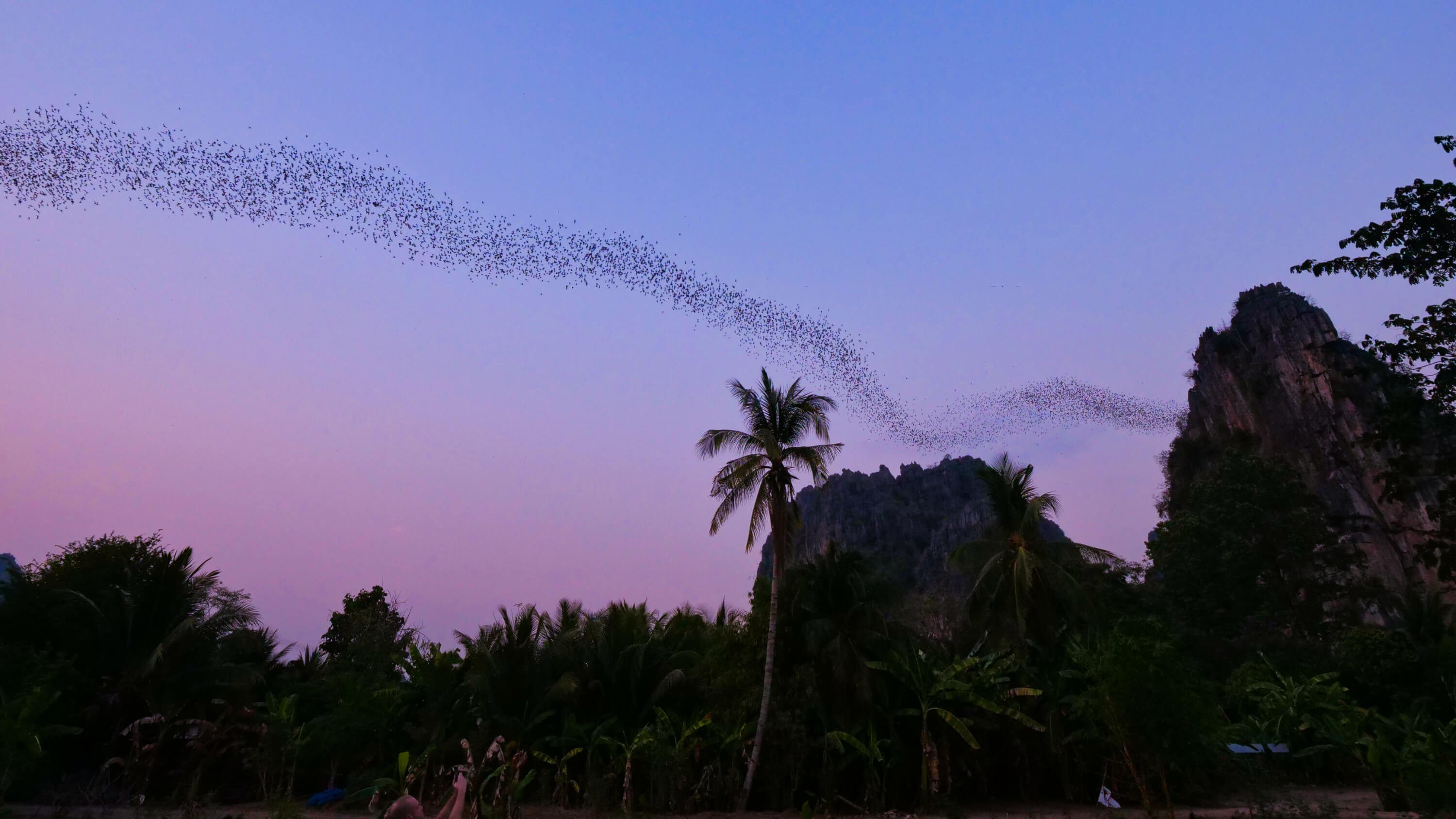 Ban Mung, Noen Maprang, Phitsanulok bats