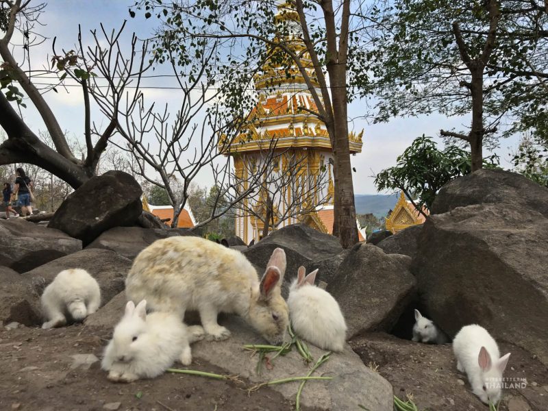 Chiang Khan rabbit temple v