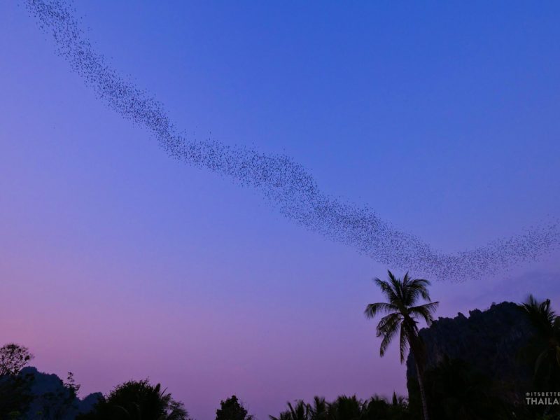 Bats flying in Noen Maprang