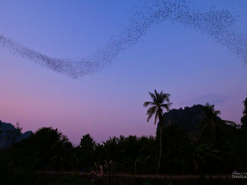 bats flying in Ban Mung