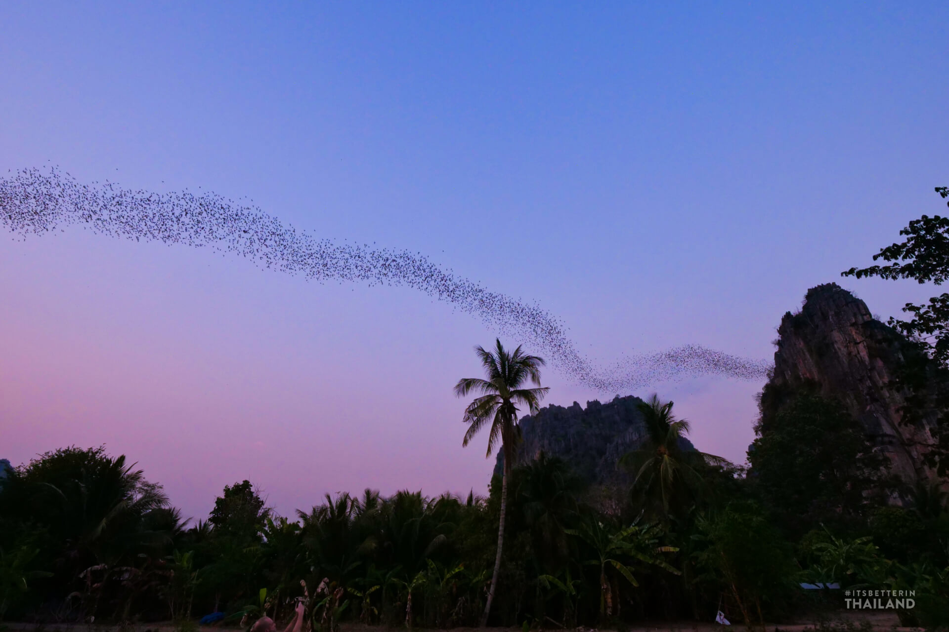flight of the bats in Phitsanulok