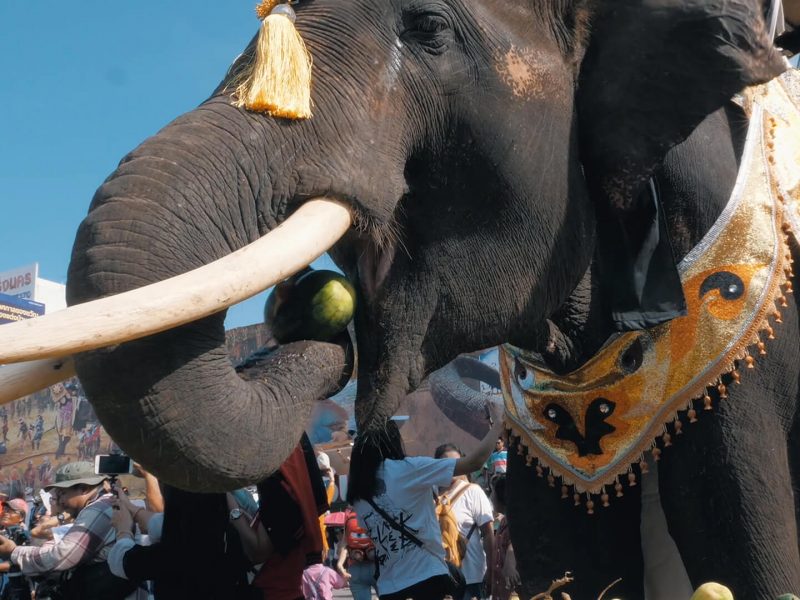 Elephant Round-Up Festival