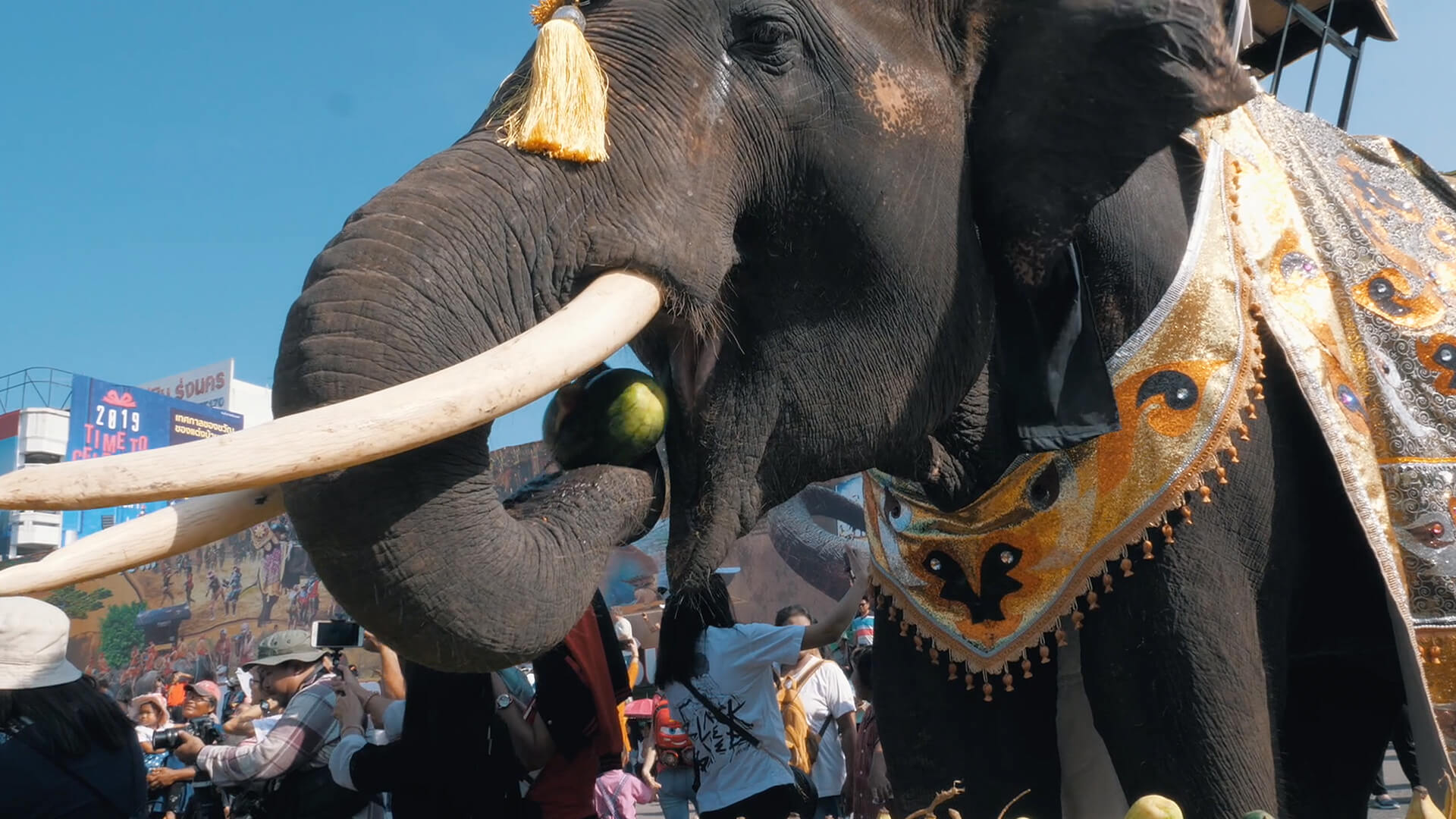 Elephant Round-Up Festival
