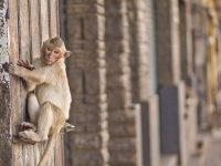 Monkey in Lopburi