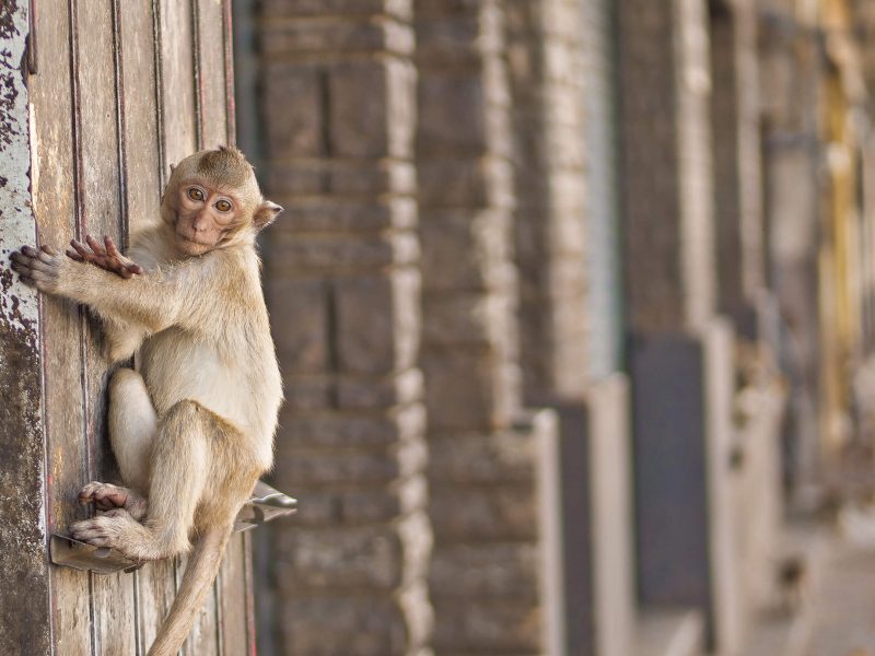 Monkeys in Lopburi