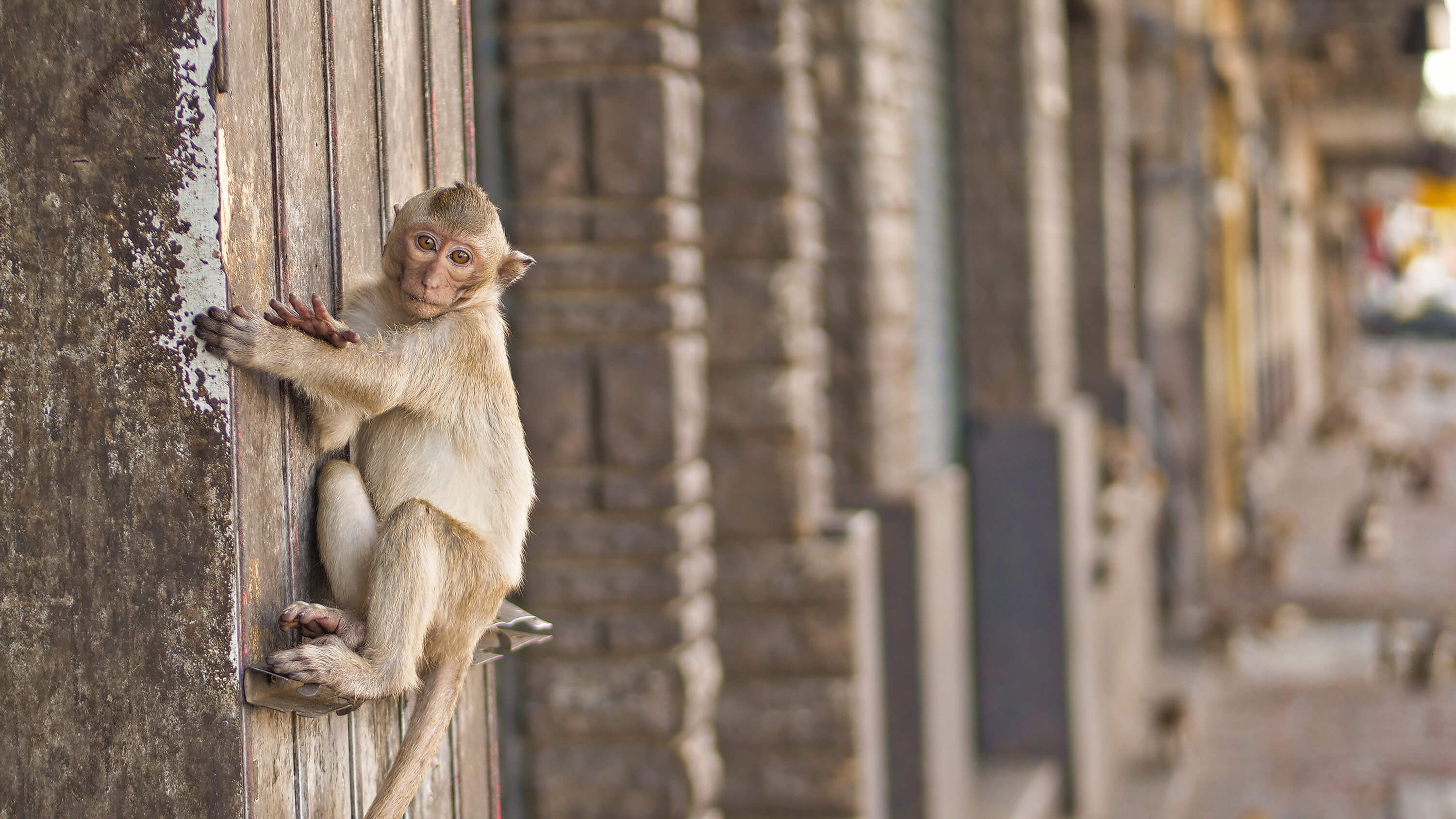 Monkey in Lopburi