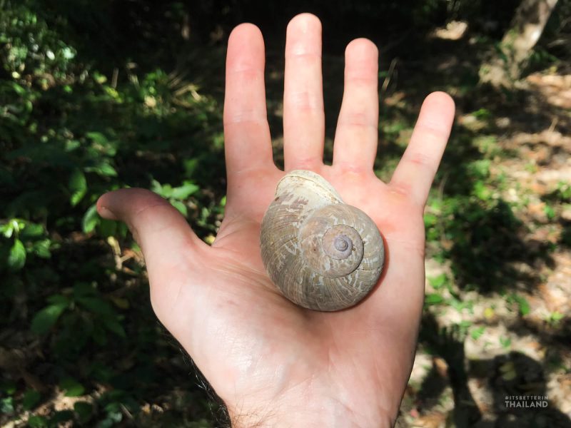 Kaeng Krachan National Park snail shell