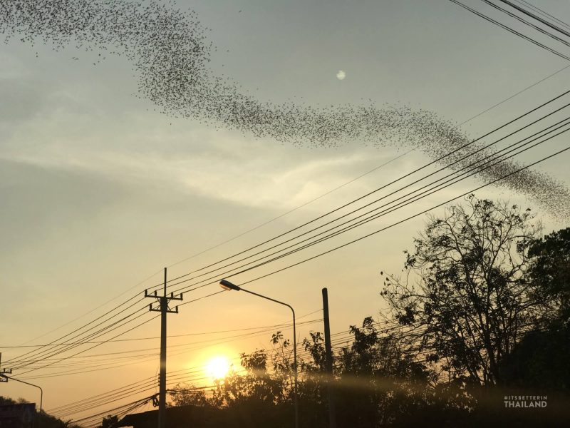 Ratchaburi bats flying