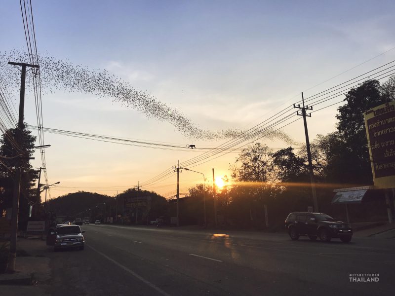 Ratchaburi bats flying