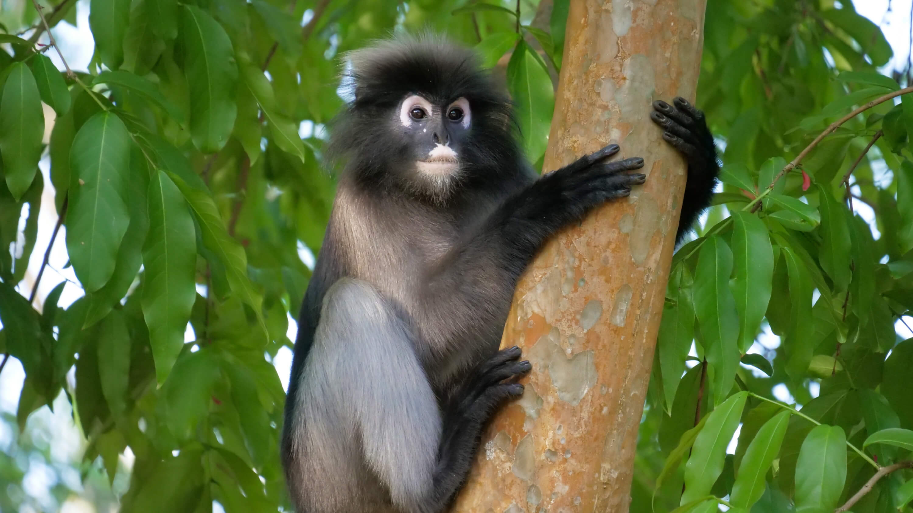 Kaeng Krachan National Park dusky langur