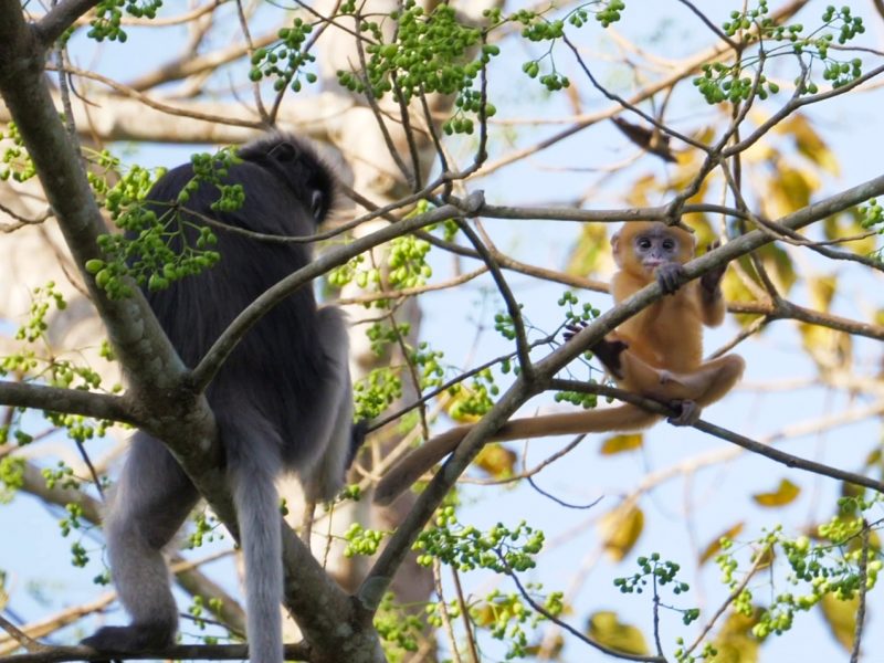 baby dusky langur video