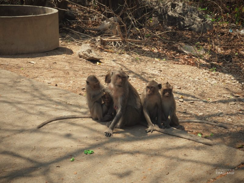 Tham Khao Luang Cave monkeys
