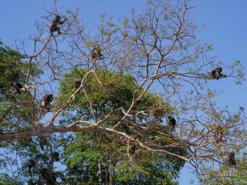 Kaeng Krachan National Park langurs