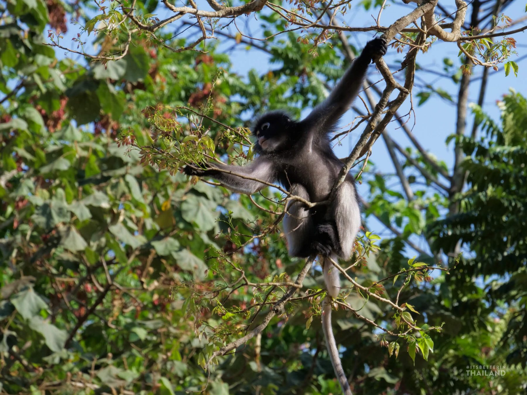 Kaeng Krachan National Park - Wildlife Viewing Paradise - It's Better 