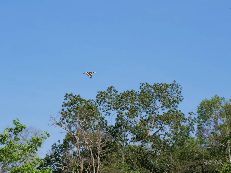 Kaeng Krachan National Park hornbill flying