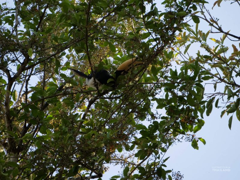 Kaeng Krachan National Park hornbill