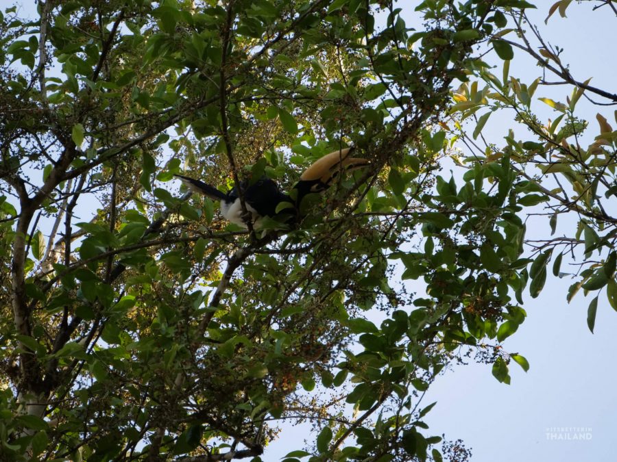 Kaeng Krachan National Park - Wildlife viewing paradise - It's better ...