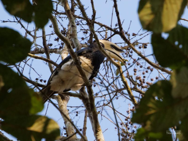 Kaeng Krachan National Park hornbill