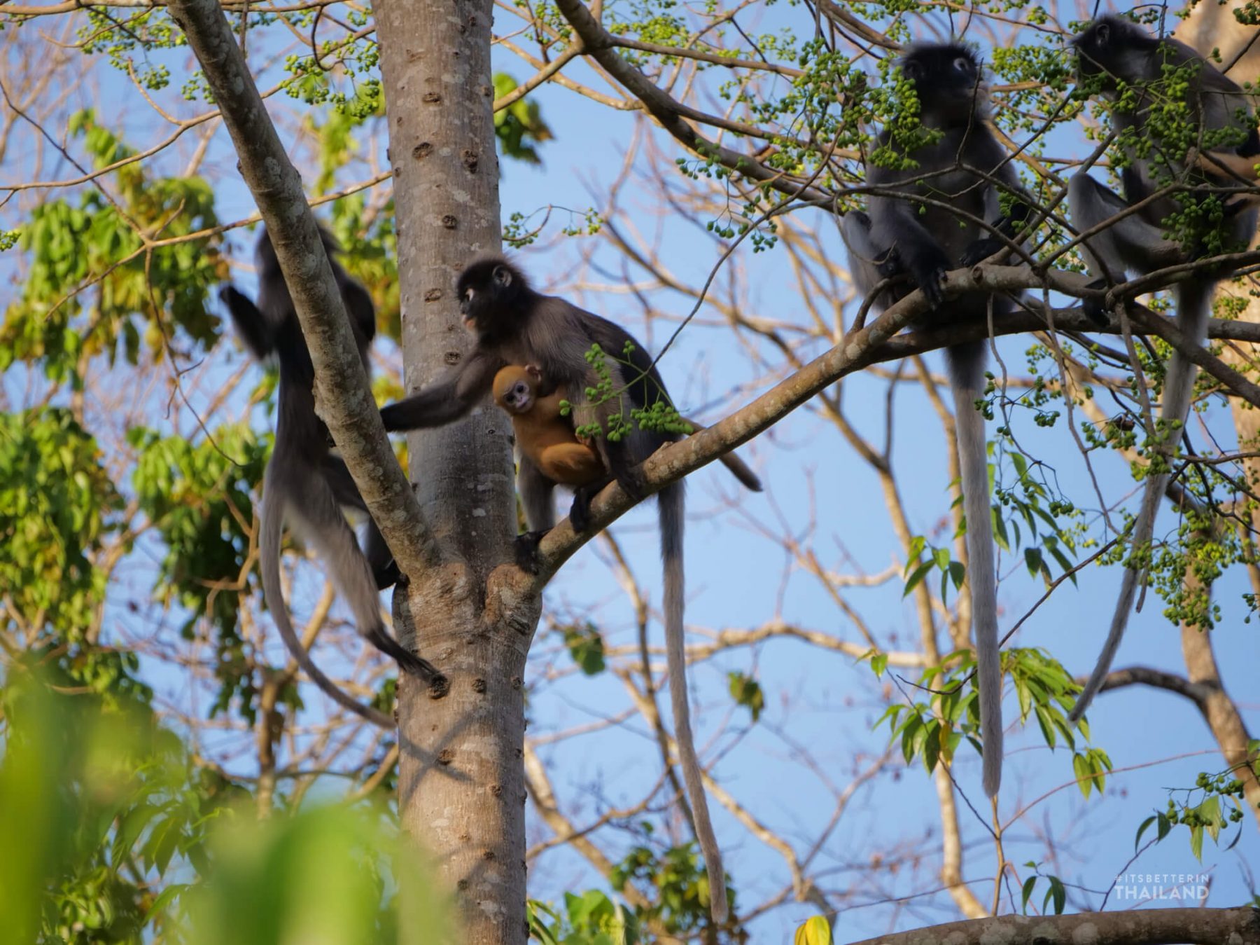 Kaeng Krachan National Park - Wildlife viewing paradise - It's better ...