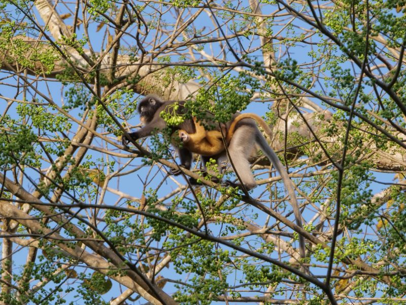 Kaeng Krachan National Park baby langur