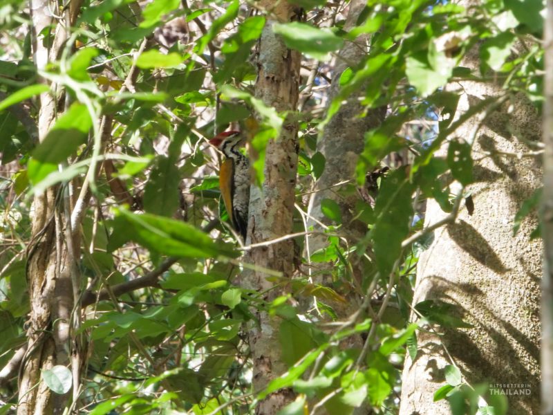 Kaeng Krachan National Park woodpecker