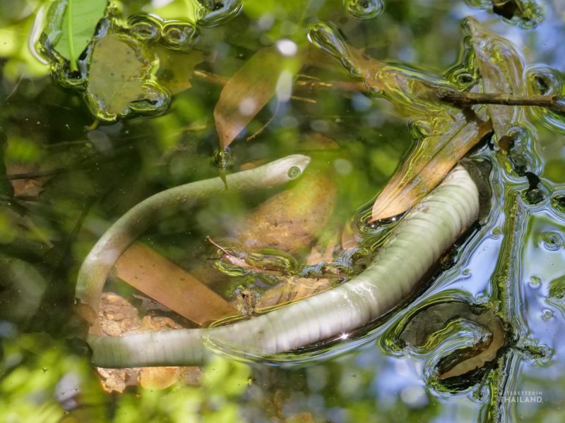 Kaeng Krachan National Park dead snake