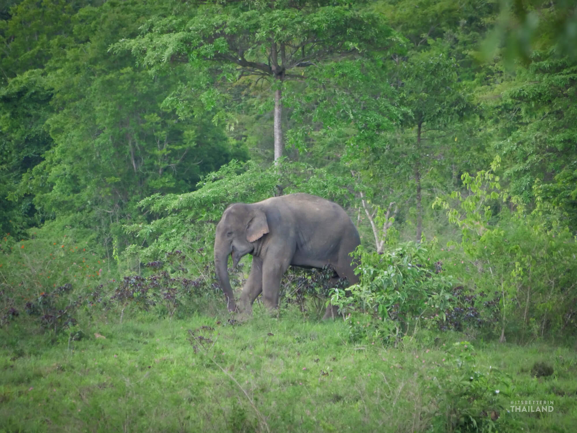 wild elephants in thailand at Kuibuir