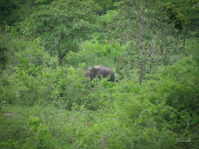 wild elephants in thailand