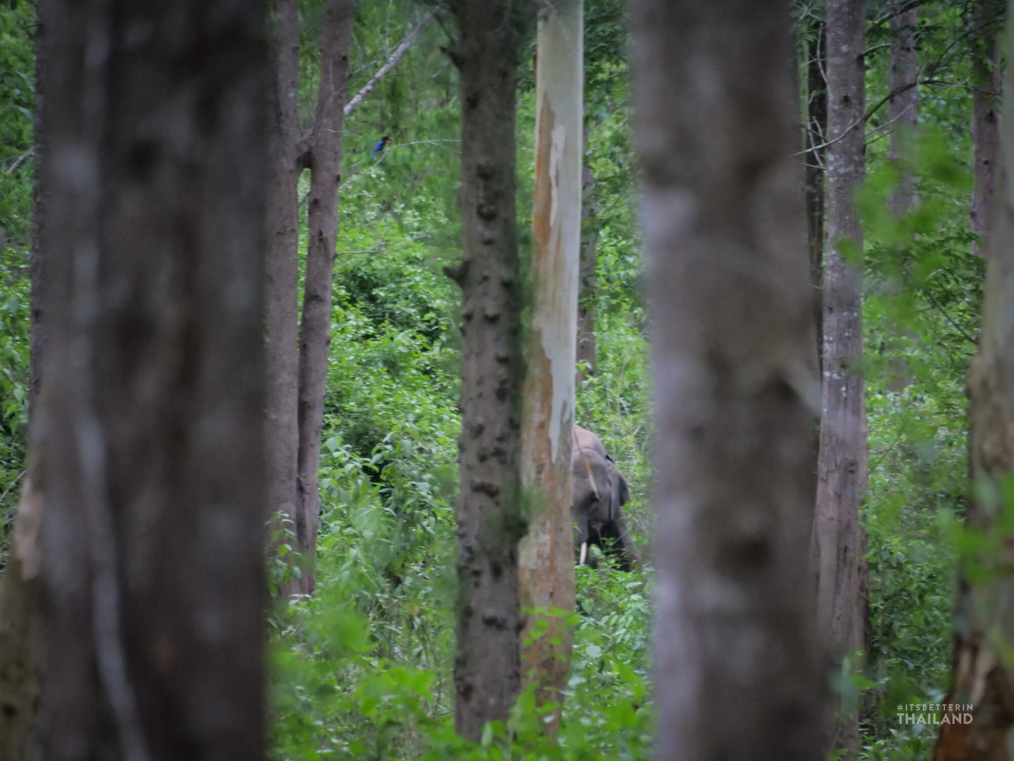 wild elephant in the forest in Thailand