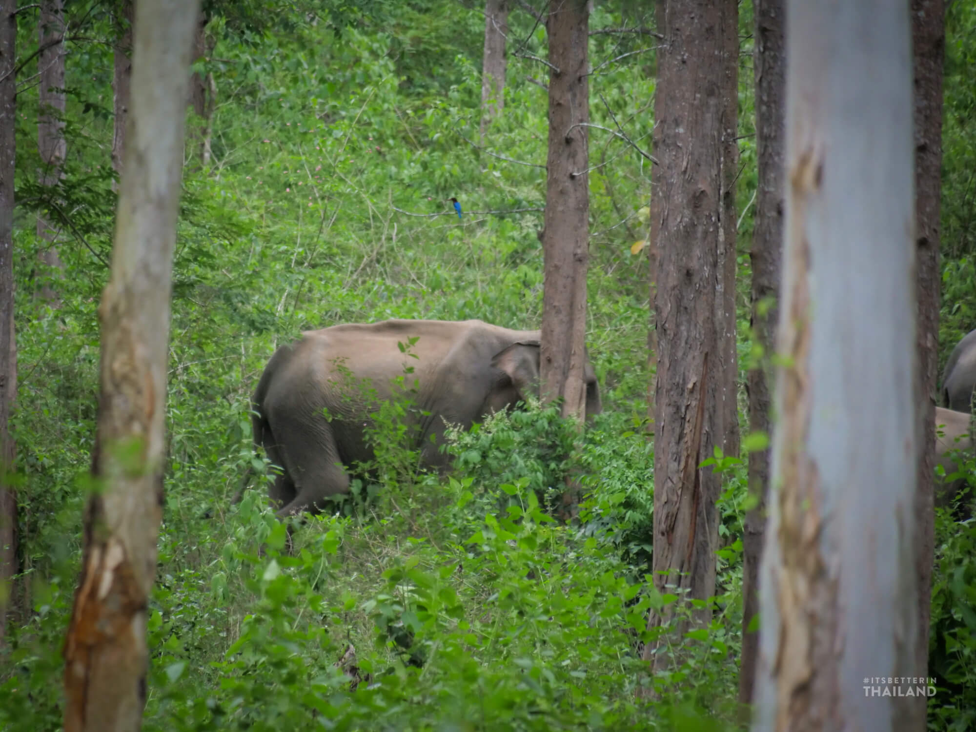 wild elephant in Thailand